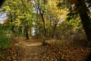 Obraz premium Waldweg breit in linker Bildhälfte herbstlich mit Laub