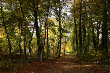 Obraz premium Waldweg in rechter Bildhälfte herbstlich Licht am Ende