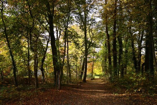 Waldweg in rechter Bildh&auml;lfte herbstlich Licht am Ende