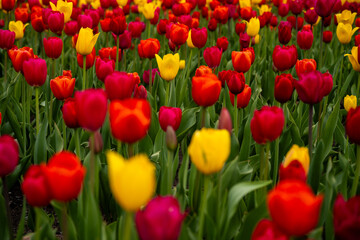 Obraz premium Field of colorful tulips in bloom