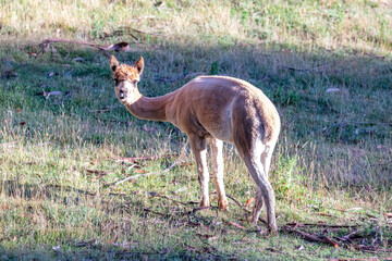 Photograph of a freshly sheared Alpaca grazing on green grass on a sunny day in an agricultural field in the Blue Mountains in New South Wales, Australia.