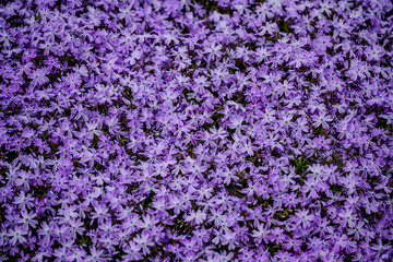 Carpet of purple moss phlox flowers in a garden