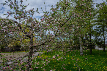 Fototapeta premium Flowering tree with pink blossoms in a grassy park