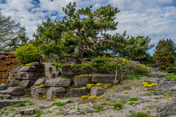 Rock garden with pine tree and yellow groundcover flowers