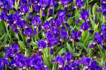 Purple irises in full bloom