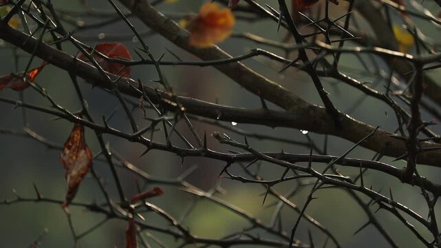 Sharp thorny branches with dry leaves in dark
natural background