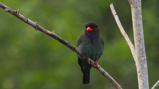 Oriental dollarbird perched among tree branches at morning.