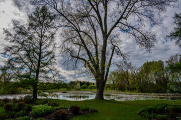 Obraz premium Trees and pond in a landscaped park