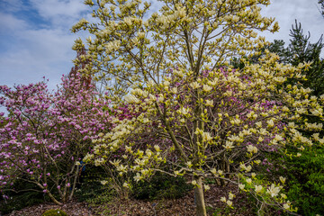 Blooming magnolia trees in a spring garden