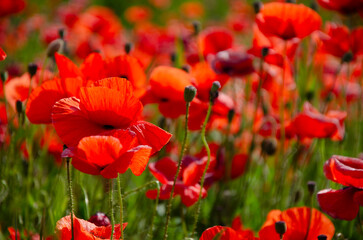 Fototapeta premium feuriger Mohn.Amazing beautiful multitude of poppies growing