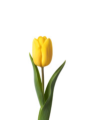 Fototapeta premium yellow tulip isolated on white transparent background