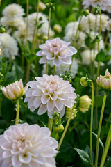 Dahlia Silver Antique, white, silver-colored flower