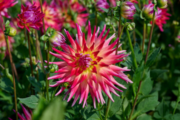 dahlia Electric Flash with flamed petals in red, yellow and pink