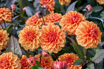 dahlia Yellow Ellen Huston, yellow with orange-red petals