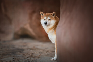 Shiba Inu dog standing inside natural sandstone cave looking at camera
