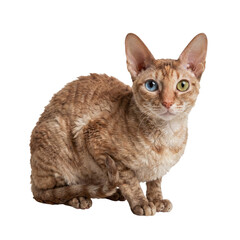 Devon Rex cat with unique eye colors sitting calmly on a light background