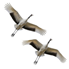 Obraz premium Two cranes in flight