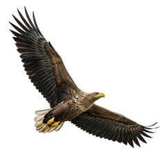 Obraz premium Majestic eagle in flight
