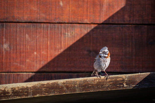 Ein Morgenammer oder Rostscheitelammer Vogel, auch tico-tico oder Chinco genannt, sitzt mit seinem markanten rostfarbenen Kragen auf einer Holzplanke im Naturreservat Reserva Laguna Nimez in El Calafa