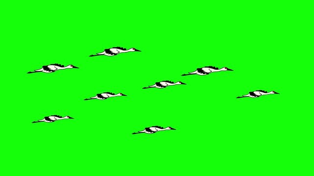 Flock of Majestic White Cranes Seamless Migration Loop Animation on Green Screen