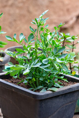 Planta&ccedil;&atilde;o de Arruda (Ruta graveolens) &eacute; uma planta da fam&iacute;lia das Rut&aacute;ceas.