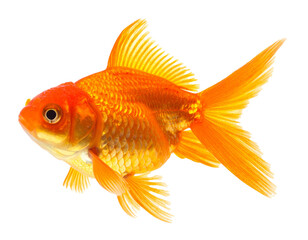 Goldfisch schwimmend isoliert freigestellt auf wei&szlig;em Hintergrund