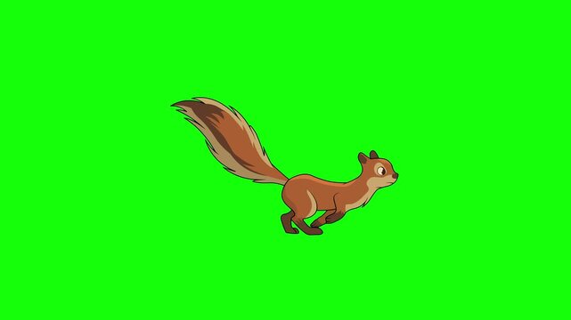 Cute Cartoon Squirrel Running 2D Animation 4k Green Screen