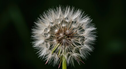 Close up view of a mature dandelion seed head ready to scatter its delicate, fluffy seeds in the peaceful spring meadow sunlight, dandelion, delicate, sunlight