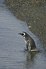 Vertical of Magellanic Penguin, Spheniscus magellanicus, from Patagonia, Argentina