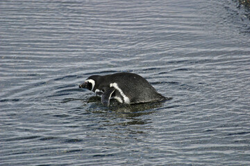 Magellanic Penguin, Spheniscus magellanicus, in water from Patagonia, Argentina