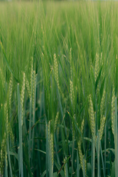 Green wheat stalks growing in a field. Natural texture of organic crops in a field, representing sustainable farming, healthy food production, and environmental growth.