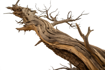 A close-up of a twisted, dead tree branch with a rough, weathered texture, isolated on a white background. The branch has a unique, gnarled shape with several smaller branches extending from it.