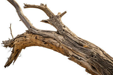 Obraz premium A close-up of a dead tree branch, showcasing its rough, weathered texture and twisted shape. The branch is isolated against a plain white background, highlighting its intricate details.