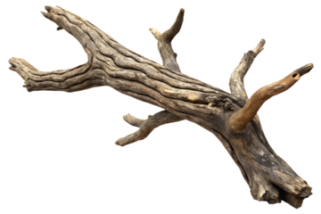 A dead tree branch with a distinctive shape and texture, featuring multiple smaller branches and a rugged surface, set against a plain white background.