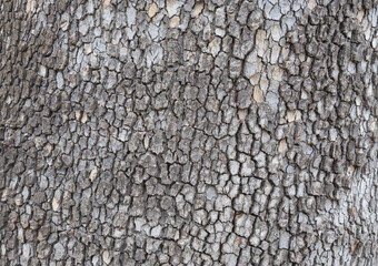Detailed Tree Bark Texture with Cracked Natural Pattern