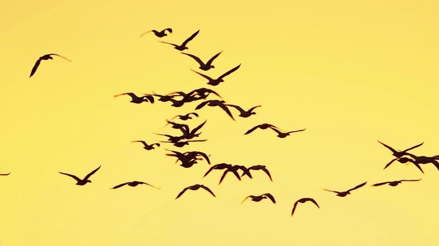 Group of snow geese flying in the sunset