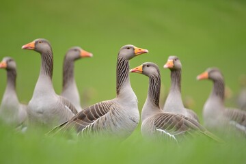 Flock of Greylag Geese Standing in a Field