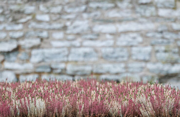 Stone brick wall texture with shallow depth of field
