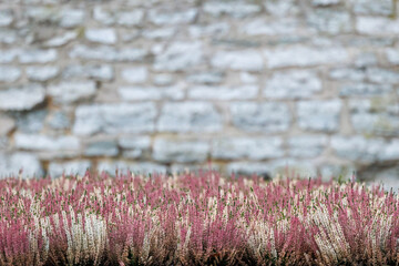 Stone brick wall texture with shallow depth of field