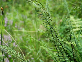 Blechnum spicant fern fronds close-up, delicate frond structure and comb-like leaflets in focus. Copyspace.