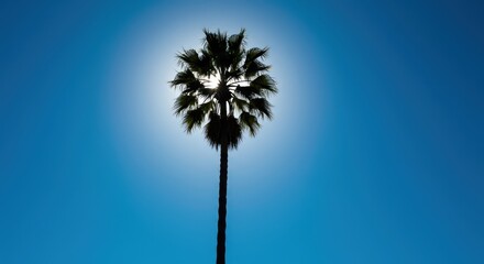 Obraz premium Tall, slender palm tree silhouetted against a brilliant, deep blue sky on a clear sunny day, symbolizing tropical paradise and serene vacation travel ,leaf ,clear ,coast