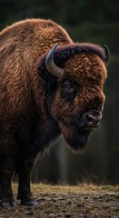 Fototapeta premium This majestic, furry brown bison possesses a remarkably impressive and thick flowing white beard, standing stoically in a natural outdoor environment ,nature, animal, furry