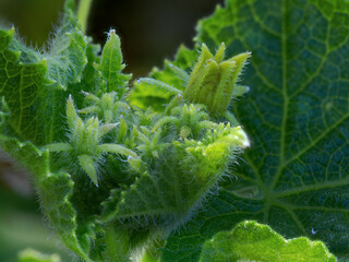 Young hairy green growing cucumber leaves and a large leaf in the background