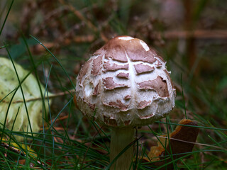 Young edible mushroom (Macrolepiota procera) growing in the forest on a grassy spot