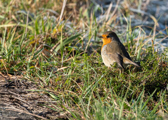 Fototapeta premium European Robin (Erithacus rubecula) Standing in Winter Grass