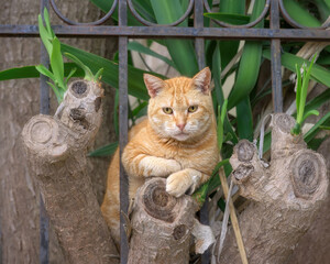 A ginger colored tabby cat resting on the top of a big cutting trunk of a Giant Yucca plant and looking from its observation spot, Corfu, Greece  