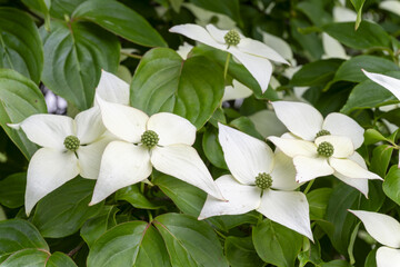 Cornus kousa