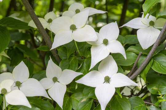 Cornus kousa