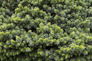 Abies balsamea 'Nana' © Photopen
