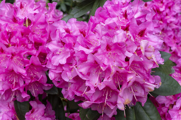 Obraz premium Rhododendron